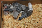 130207 --- Gruppbild av R1, R2, R3, R4, R5 och R6